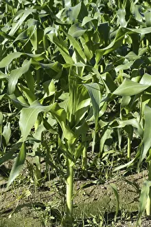 European Farmland Prints: Corn fields growing up in Spain