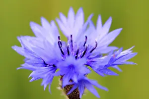 Open Air Flowers Prints: Corn flower