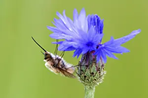 Open Air Plants Prints: Corn flower with insect