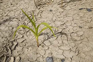 Corn Plant Prints: Corn growing in parched earth