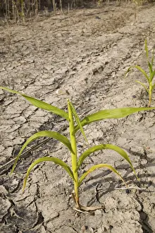 Deserted Cornfield Prints: Corn growing in parched earth