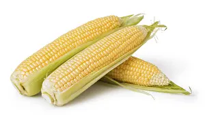 Isolated Corn Print on White Background