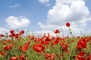Poppy Flower Prints: Corn poppy
