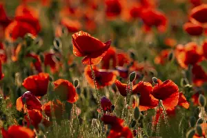 Framed Print : Corn Poppy Print - Vibrant Red Field Flower Framed Print : Corn Poppy Print - Vibrant Red Field Flower