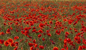 Poppy Seed Capsule Prints: Corn poppy