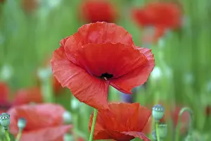 Red Coloured Blossoms Prints: Corn poppy