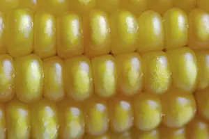 Close Up Corn Prints: Corn (Zea mays), detail of corn corn cob