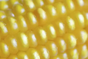 Agricultural Crop Close Up Prints: Corn (Zea mays), detail of corn corn cob