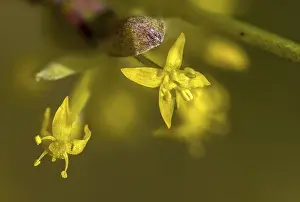 Images Dated 5th March 2024: Cornus mas Print, European Cornel