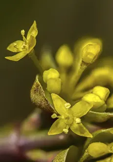 Images Dated 5th March 2024: Cornus mas Print, European cornel in portrait format