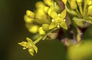 Images Dated 5th March 2024: Cornus mas Print, European cornel image