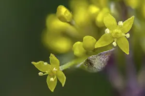 Images Dated 5th March 2024: Cornus mas Print