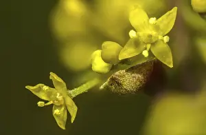 Images Dated 5th March 2024: Cornus mas Print, European Cornelian Cherry