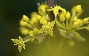 Images Dated 5th March 2024: Cornus mas Print, European Cornelian Cherry Tree