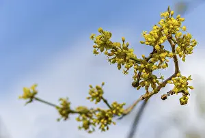 Framed Print : Cornus Mas Print from ImageBROKER Framed Print : Cornus Mas Print from ImageBROKER
