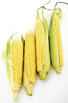 Vegetarian Dish Ideas Prints: Four corncobs (Zea mays)