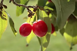 Freshly Picked Fruits Prints: Cornelian cherry (Cornus mas)
