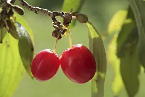 Cornaceae Family Plants Prints: Cornelian cherry (Cornus mas)