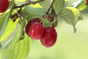 Fruit Photography Prints: Cornelian cherry (Cornus mas)