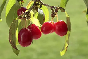 Freshly Picked Fruits Prints: Cornelian cherry (Cornus mas)