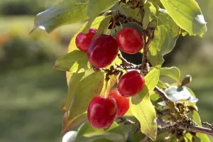 Fruit Photography Prints: Cornelian cherry (Cornus mas)
