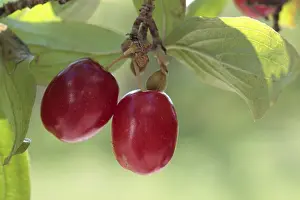 Fruit Photography Prints: Cornelian cherry (Cornus mas)