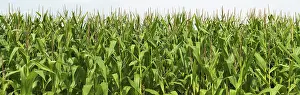 Fodder Maize Cultivation Prints: Cornfield