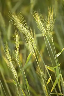 Agrarian Farming Practices Prints: Cornfield