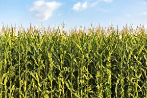 Austrian Countryside Scenery Prints: Cornfield in front of a blue sky in summer