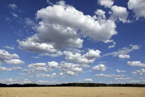 Agricultural Landscape Prints: Cornfield with clouds
