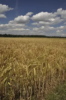 Grain Field Photography Prints: Cornfield, field, grain, fields