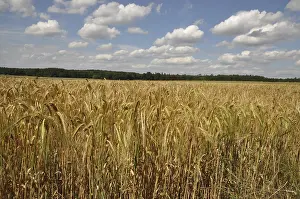 Deserted Farmland Scene Prints: Cornfield, field, grain, fields