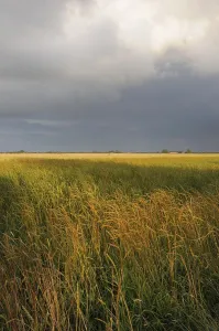 Cloudy Sky Scenery Prints: Cornfield, grain, field, fields