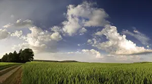 Rural German Countryside Scenery Prints: Cornfield in the last light, Germany