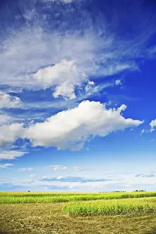 Farmland Scenery Prints: Cornfield and sky