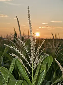 Lower Austria Sunset Prints: Cornfield at sunset, Lower Austria