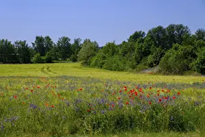 Brandenburg State Landscapes Prints: Cornfields in bloom near Beelitz