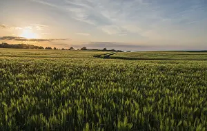 Baltic Sea Landscape Prints: Cornfields in the evening, Baltic Sea behind