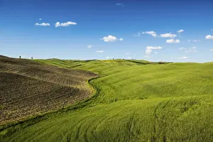 Hilly Countryside Photography Prints: Cornfields at San Quirico d'Orcia