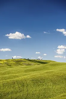 Tuscan Countryside Scenery Prints: Cornfields in spring, at San Quirico d'Orcia