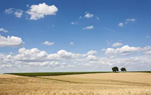 Germany Rural Landscapes Prints: Cornfields, Walnut Trees (Juglans regia) at the back