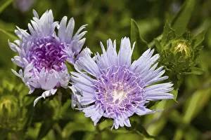 Open Air Blooming Plants Prints: Cornflower Aster, Stokes Aster