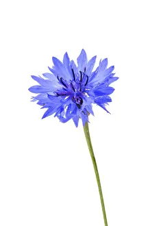 Studio Botany Photos Prints: Cornflower (Centaurea cyanus)