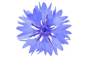 Blue Cornflower Prints: Cornflower (Centaurea cyanus)