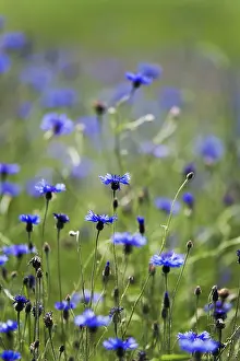 Deserted Nature Scenes With Flowers Prints: Cornflower (Centaurea cyanus)