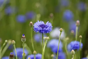 Blue Cornflower Prints: Cornflower (Centaurea cyanus)