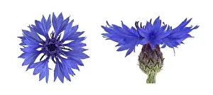 Centaurea Cyanus Prints: Cornflower (Centaurea cyanus), flower