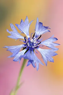 Centaurea Cyanus Bloom Prints: Cornflower (Centaurea cyanus), flower