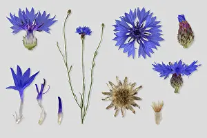 Blue Cornflower Prints: Cornflower (Centaurea cyanus), flower
