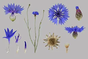 Blue Cornflower Prints: Cornflower (Centaurea cyanus), flower